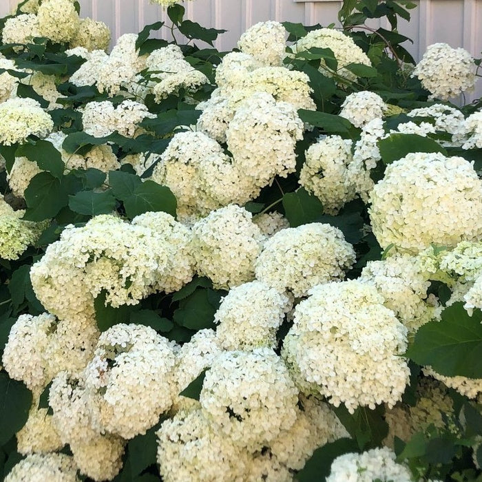 Vidjehortensia 'Annabelle'