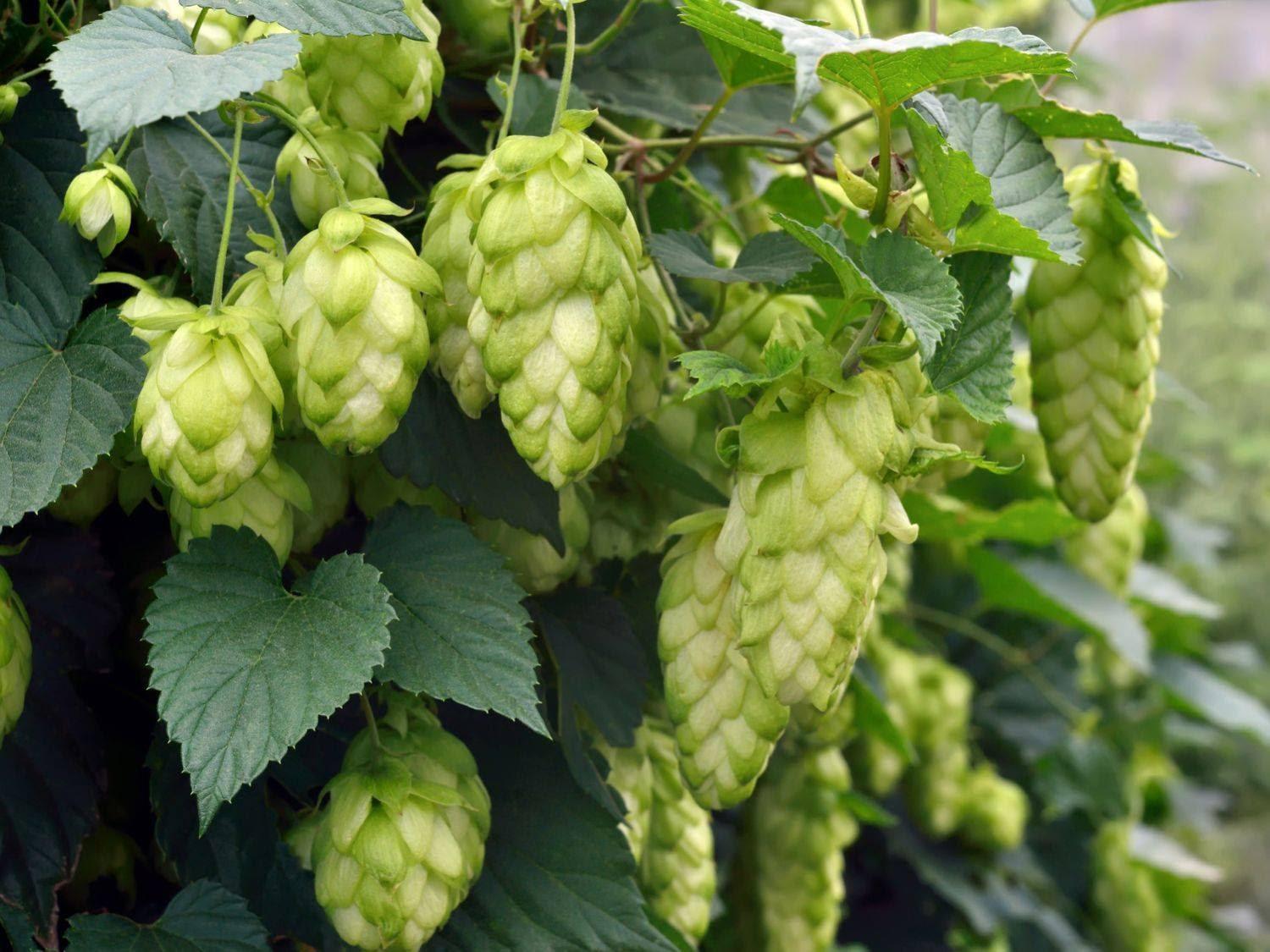 Humle för ölbryggning