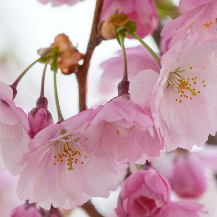 Körsbärsblommans dag