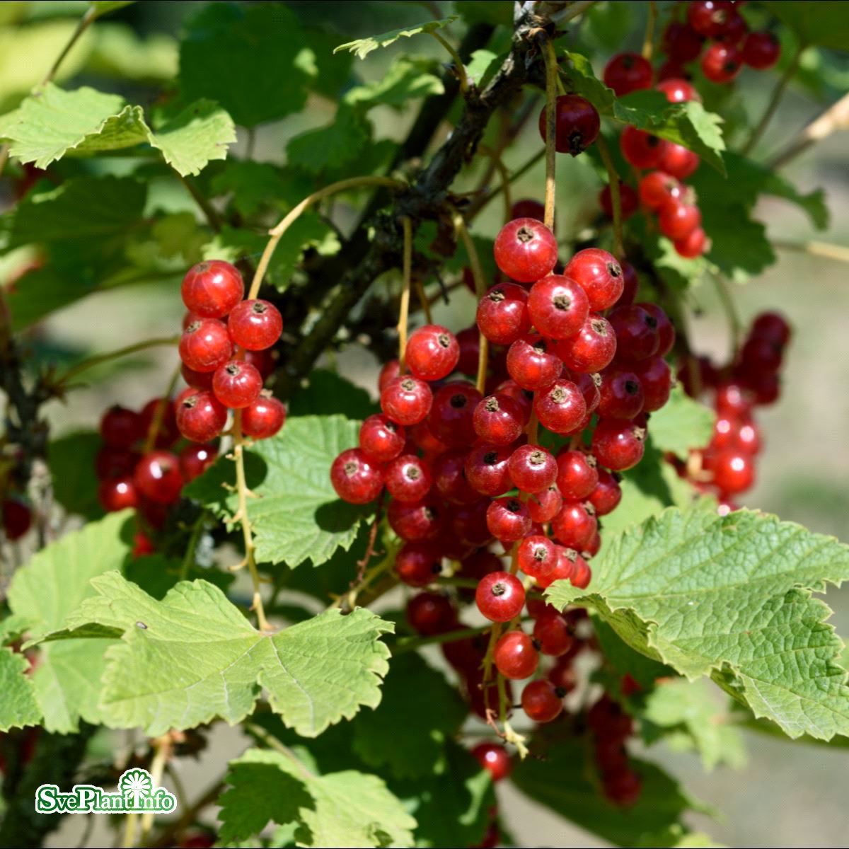 Bild på röda vinbär