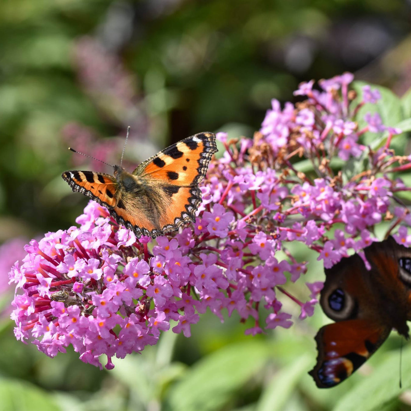 Buddleja är en riktig fjärilsfavorit, här sitter flera fjärilar på en buddleja i trädgården