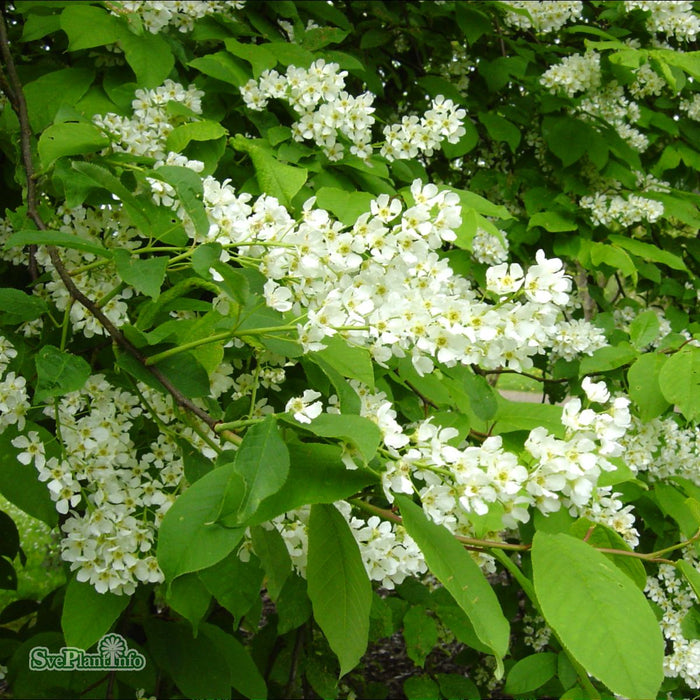 Prunus padus 'Poesi' E Rotäkta Ungträd 175-200cm C10