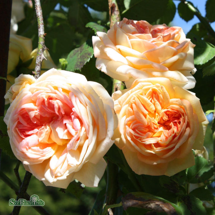 Rosa 'Alchymist' 4L