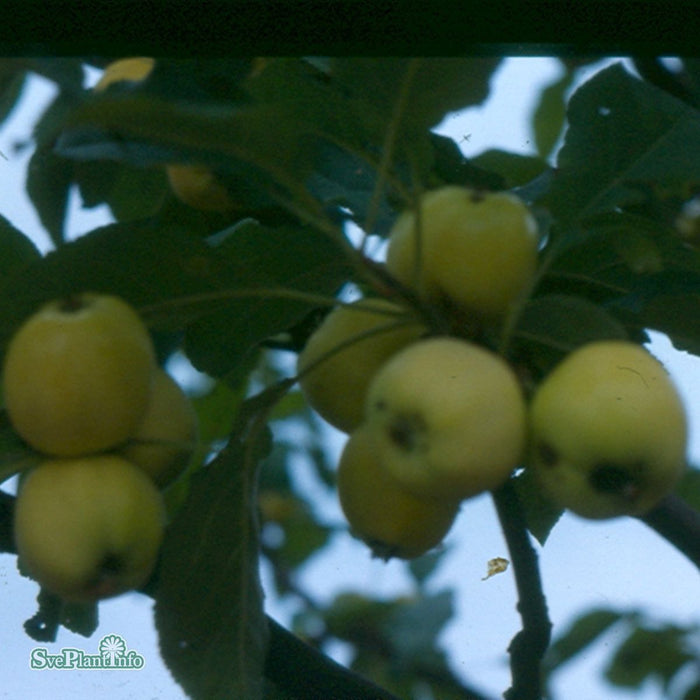 Malus domestica 'Transparente Blanche' A2 Stam 4 års Co