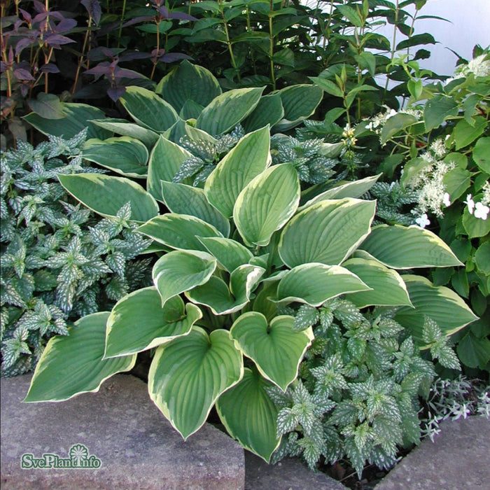 Hosta (Fortunei) 'Aureomarginata' A-Kval C2,8