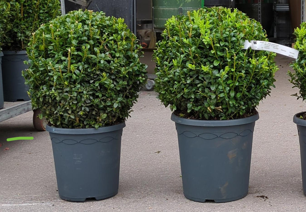 Buxus sempervirens Klotform 35cm