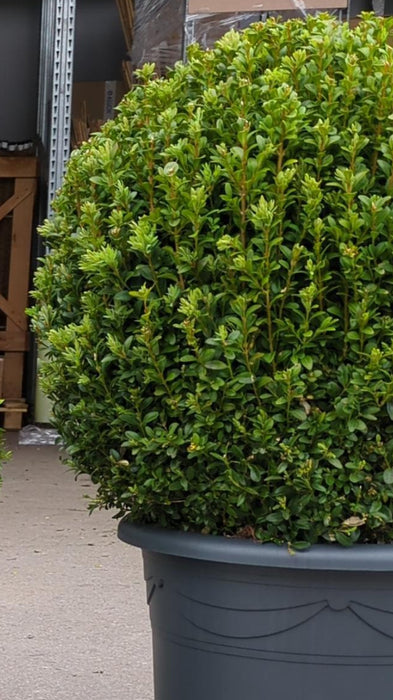 Buxus sempervirens Klotform 85cm