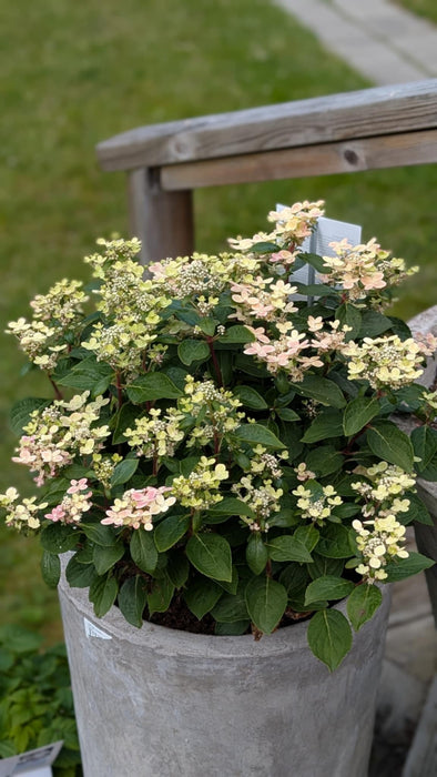 Hydrangea paniculata 'Switch Ophelia' Busk C10