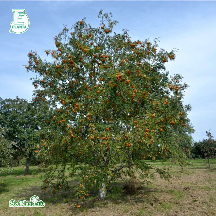 Sorbus (Commixta) 'Birgitta' E Ungträd 200-250cm C10