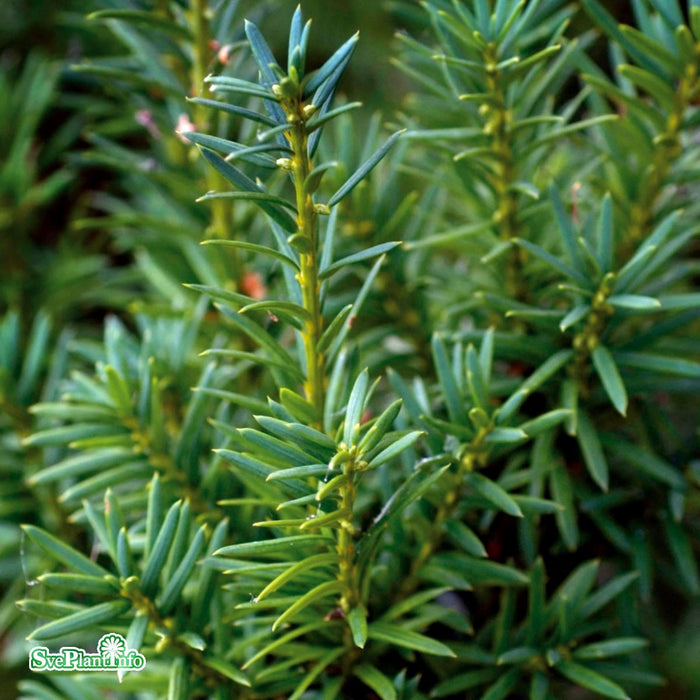 Taxus media 'Groenland' klotform