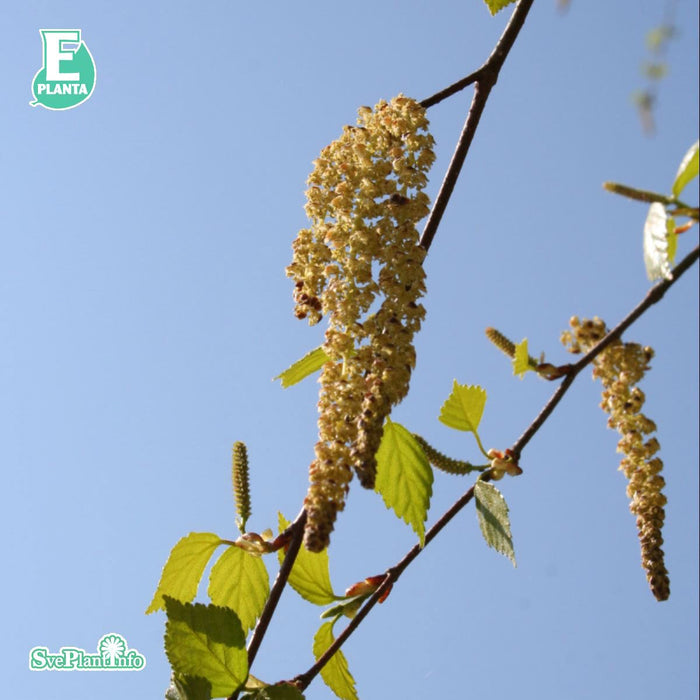 Betula pendula fk Julita E Ungträd 200-250 cm Co