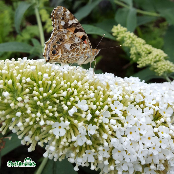 Buddleja davidii 'White Profusion' Busk C4,5