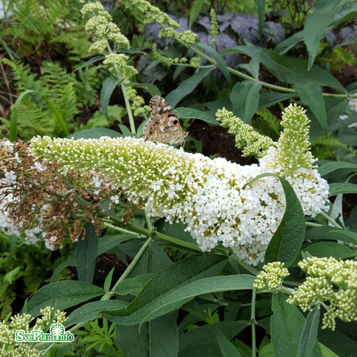 Buddleja davidii 'White Profusion' Busk C4,5