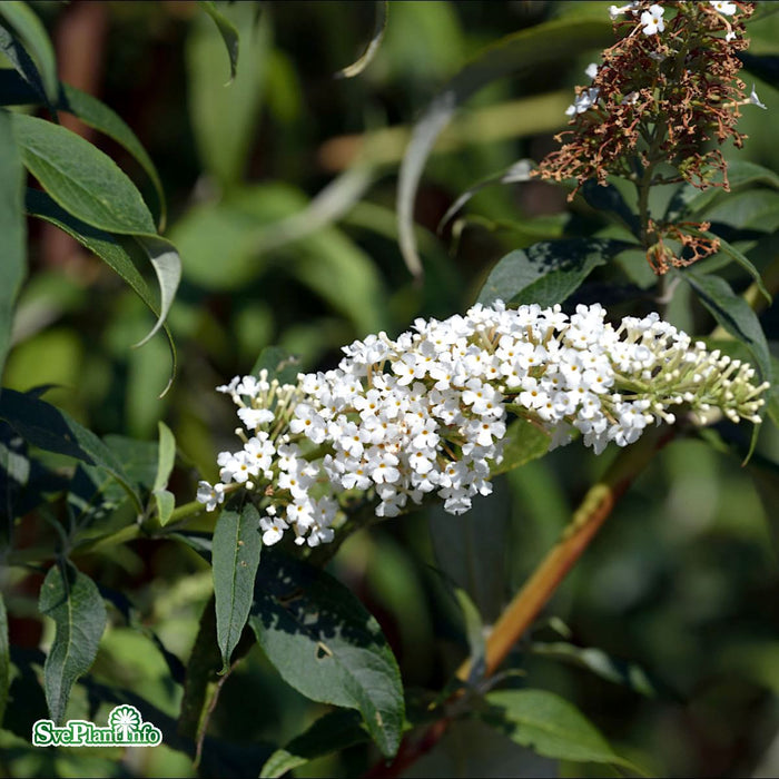 Buddleja davidii 'White Profusion' Busk C4,5