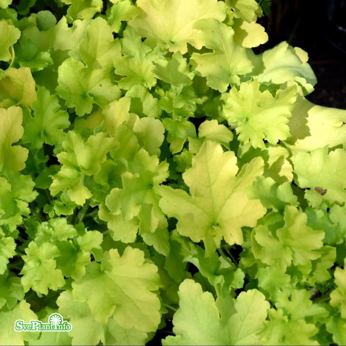 Heuchera 'Lime Marmelade' A-kval