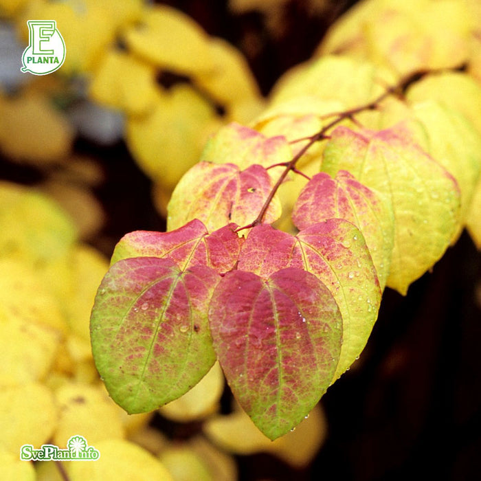 Cercidiphyllum japonicum fk Göteborg E Sol 150-175 C30