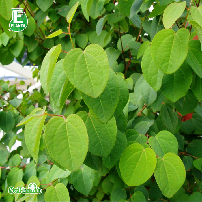 Cercidiphyllum japonicum fk Göteborg E Sol 150-175 C30