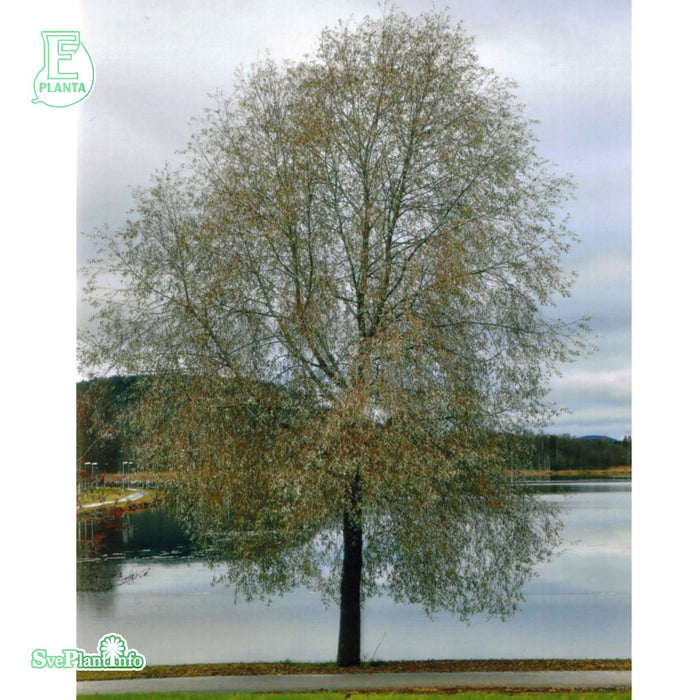 Salix 'Boden Silver' E Ungträd 200-250cm C10
