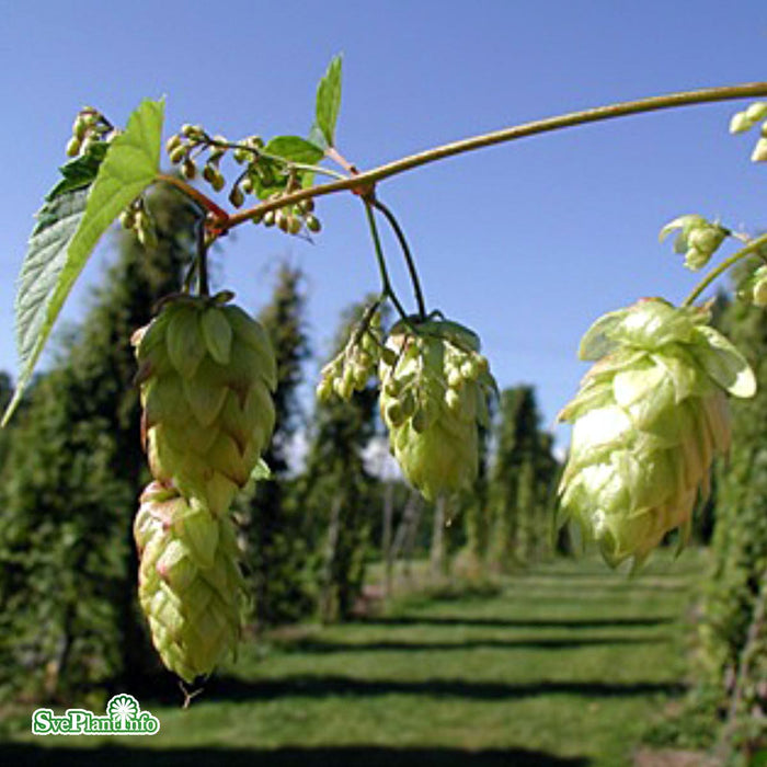 Humulus lupulus 'Korsta' A-kval