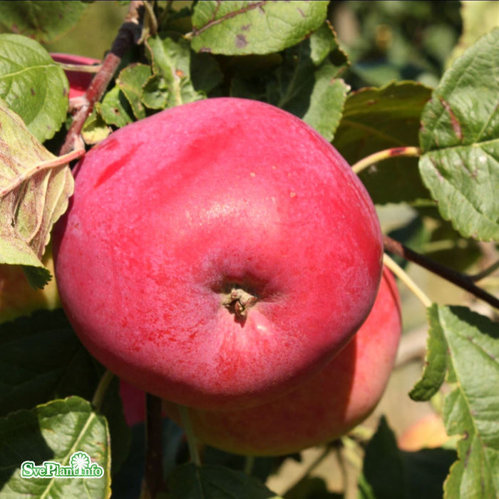 Malus domestica Röd Melba E A2 Stam 2-års A-kval C10