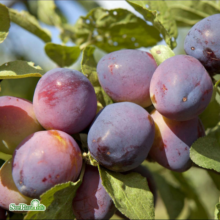 Prunus domestica 'Czar' Stam 4-års A-kval Co