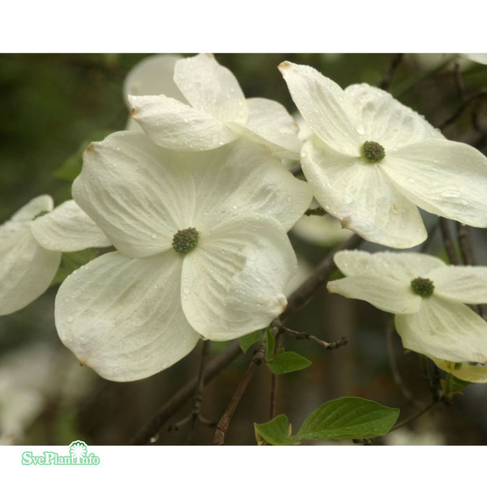 Cornus 'Eddie's White Wonder' C50 150-175cm