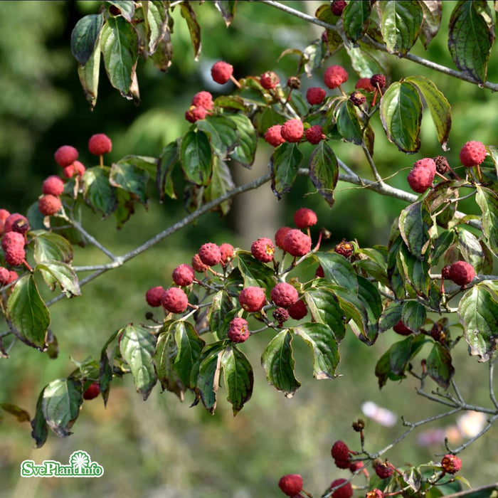 Cornus kousa C16,5 150-175cm