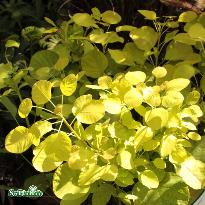 Cotinus coggygria 'Golden Lady' C4,5 40-60cm