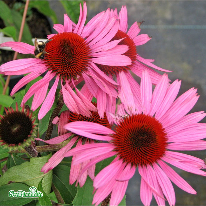 Echinacea purpurea 'Rubinstern' A-kval
