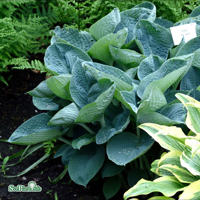 Hosta 'Big Daddy' A-kval