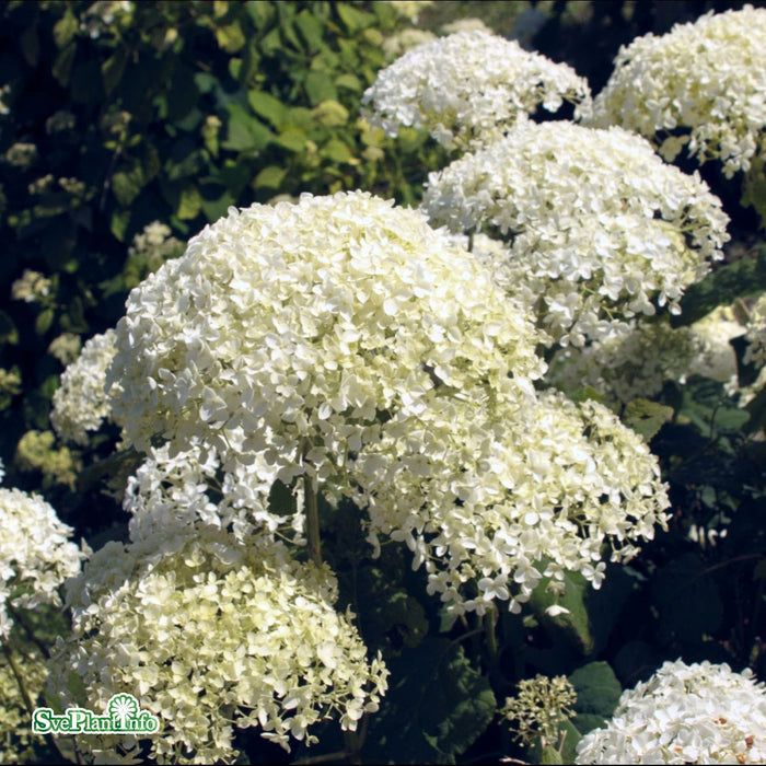 Hydrangea arborescens 'Annabelle' C5