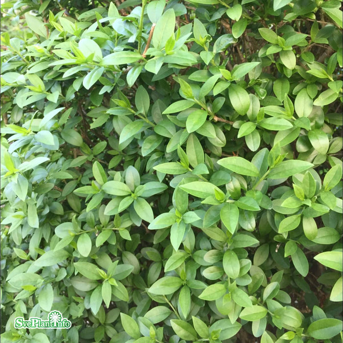 Ligustrum vulgare 'Atrovirens Select' Busk C4,5 50-60cm