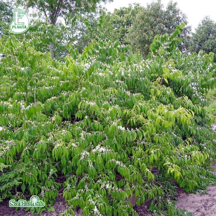 Lonicera maackii 'Kristall' E Sol 80-100 C10