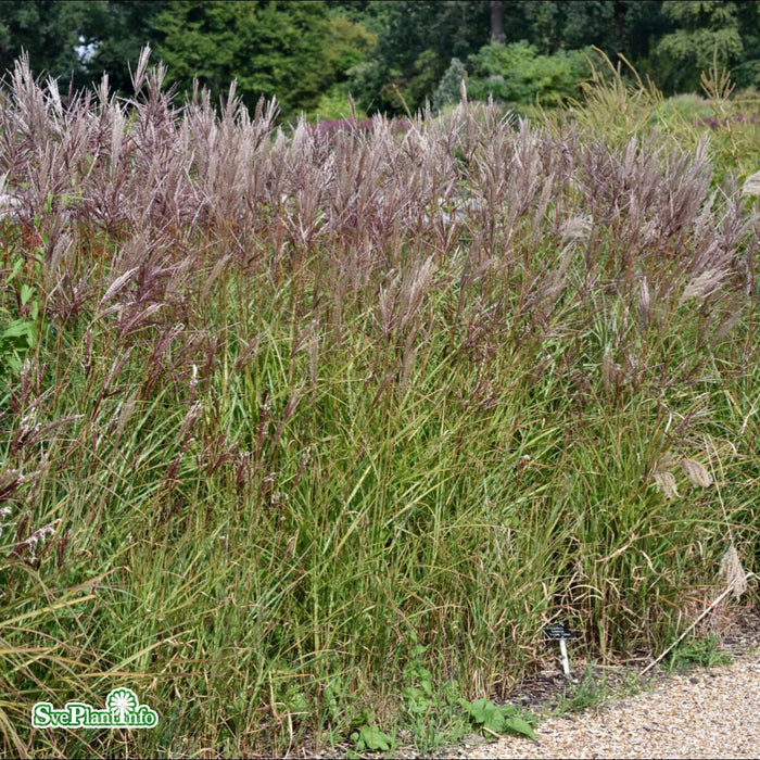 Miscanthus sinensis 'Ferner Osten' A-kval