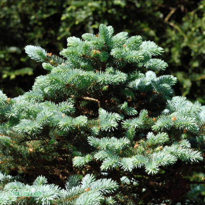 Picea pungens 'Glauca Globosa' C20 50-60cm