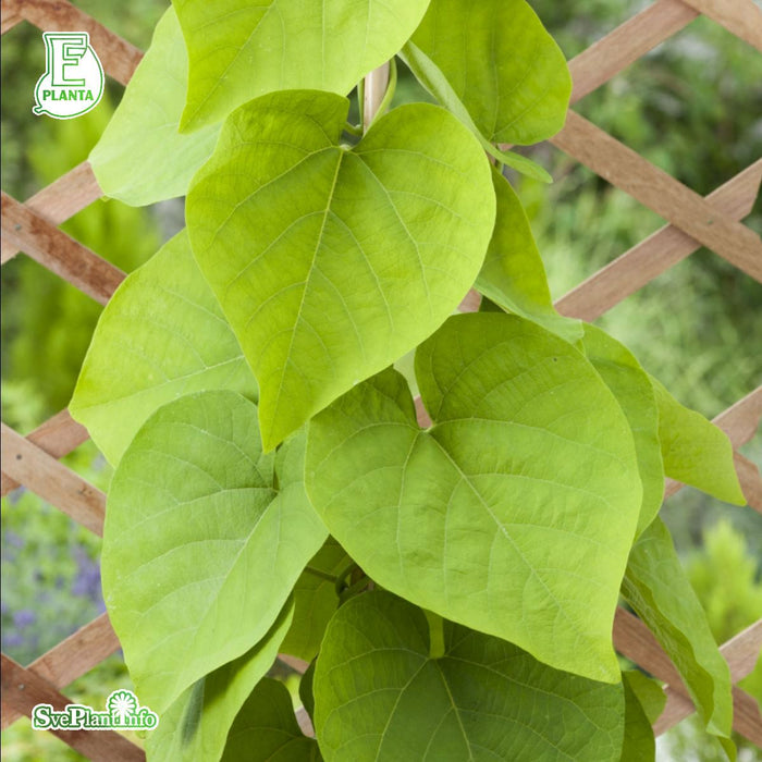 Aristolochia manshuriensis E A-kval