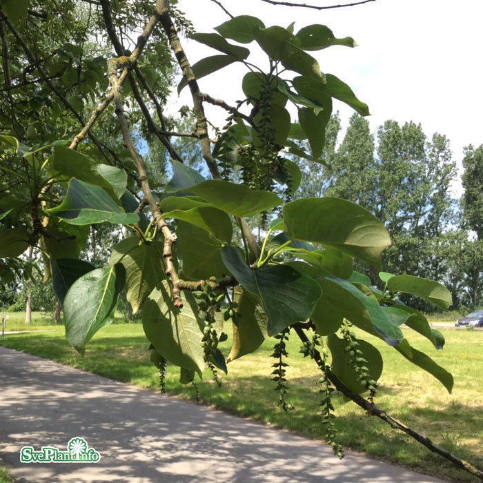 Populus balsamifera Ungträd 150-200cm