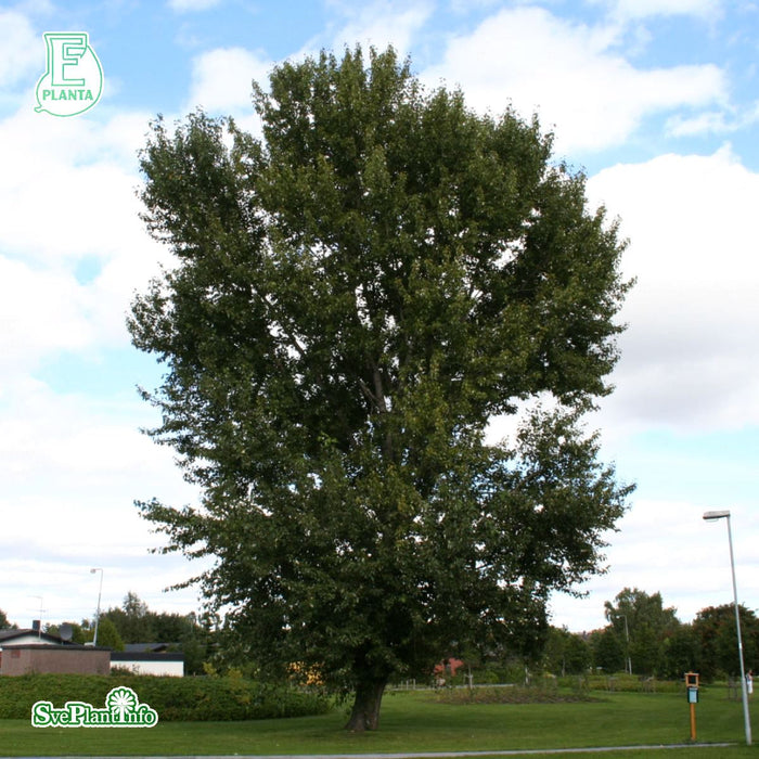 Populus trichocarpa 'Kiruna' E Ungträd 150-175cm