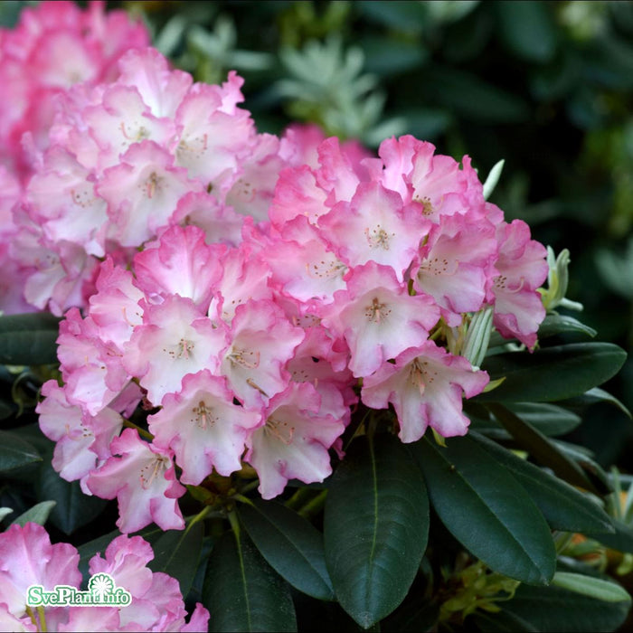 Rhododendron yakushimanum 'Fantastica' C4,5 25-30cm