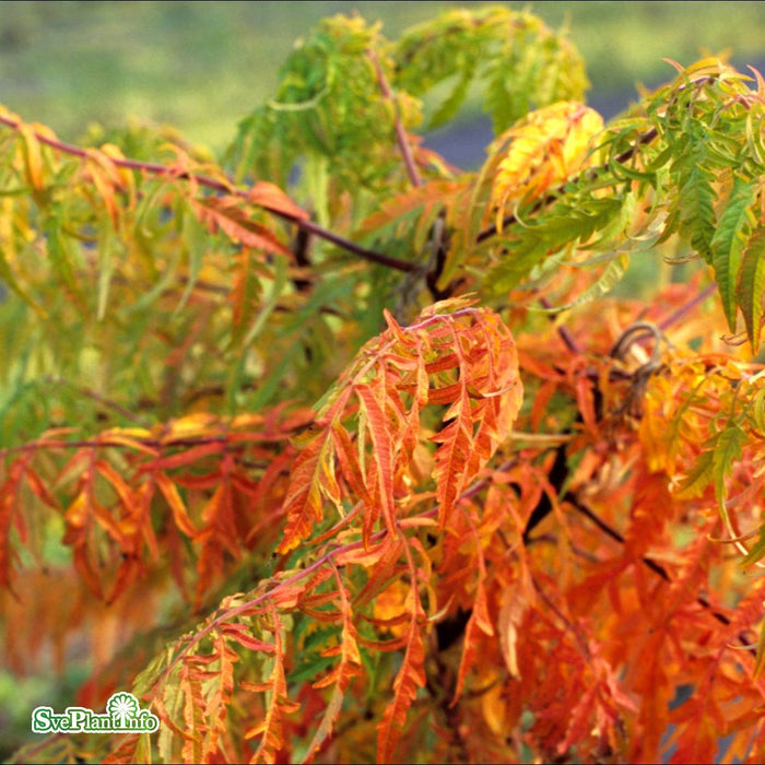 Rhus typhina 'Tiger Eyes' Solitär C15 100-125cm