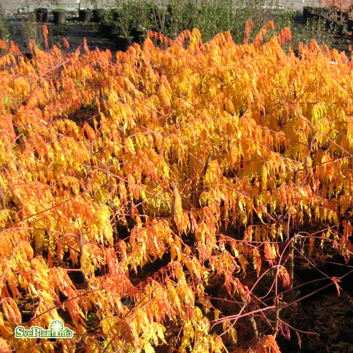 Rhus typhina 'Tiger Eyes' Solitär C15 100-125cm