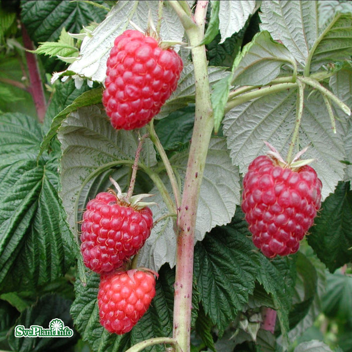 Rubus BrazelBerry 'Raspberry Shortcake' C2,8