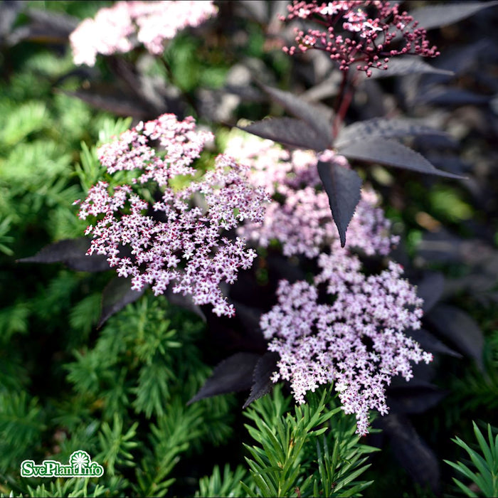 Sambucus nigra 'Black Beauty'  Solitär C25 125-150cm