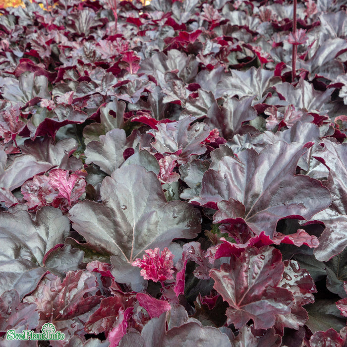 Heuchera 'Obsidian' A-kval