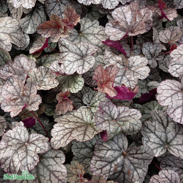 Heuchera 'Silver Scrolls' A-kval