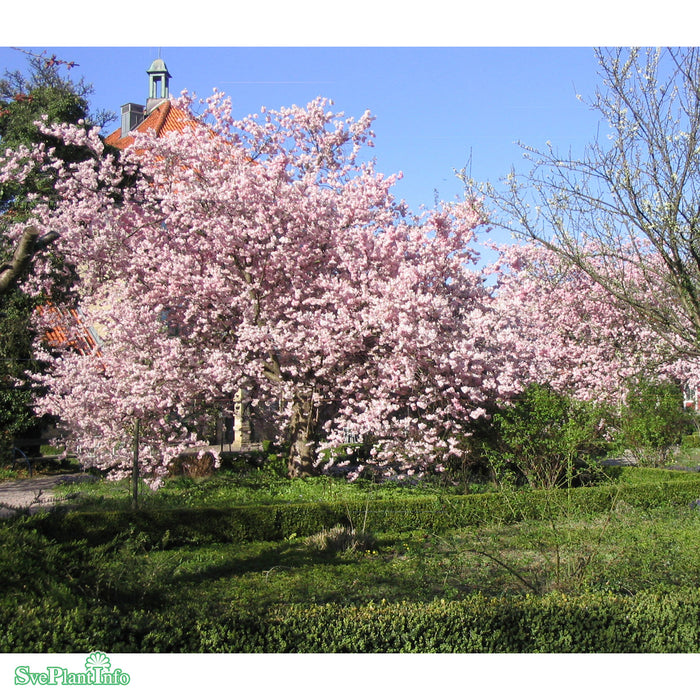 Prunus 'Accolade' Stam C20 180cm