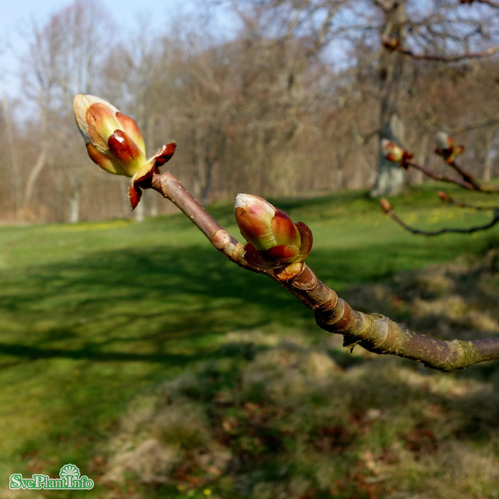Aesculus hippocastanum Högstam Kl So 10-12