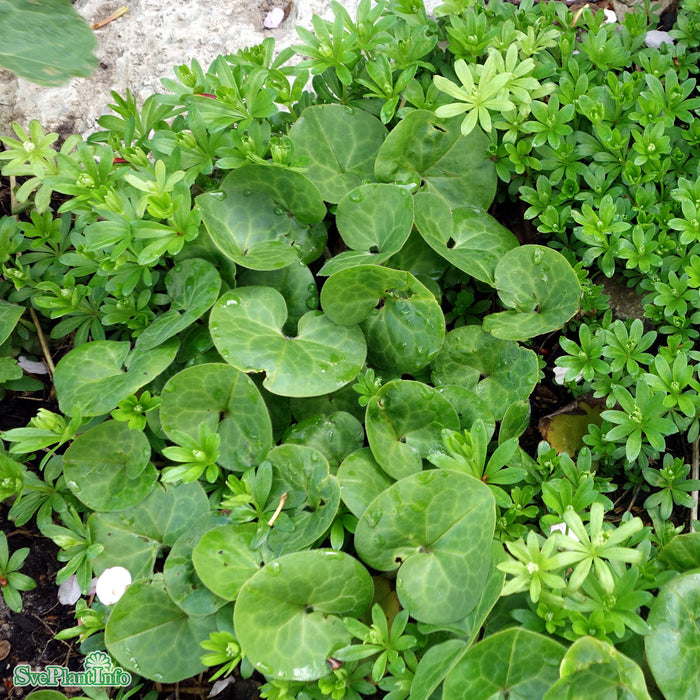 Asarum europaeum A-kval
