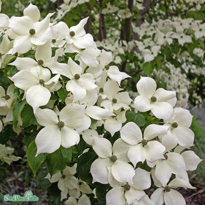 Cornus kousa C16,5 150-175cm