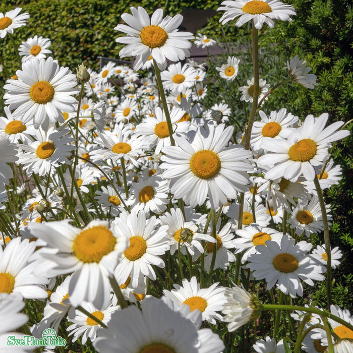 Leucanthemum vulgare A-kval